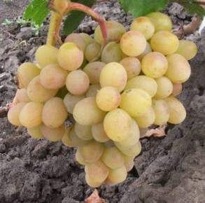 Уникальный виноград «Донские зори»: раннее созревание и удивительный вкус