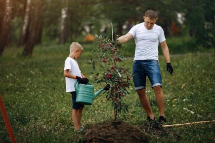 Эффективные методы посадки плодовых деревьев для вашего сада
