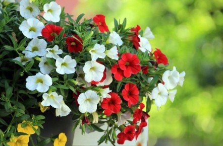 Как добиться пышности ампельной петунии за рекордно короткий срок