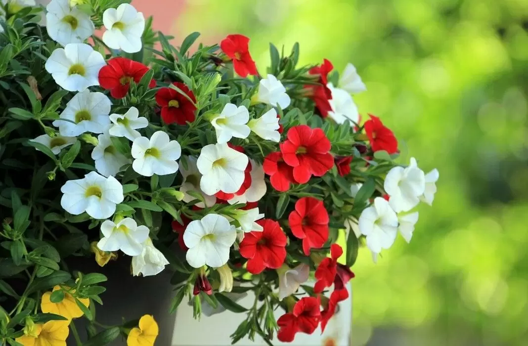 Как добиться пышности ампельной петунии за рекордно короткий срок