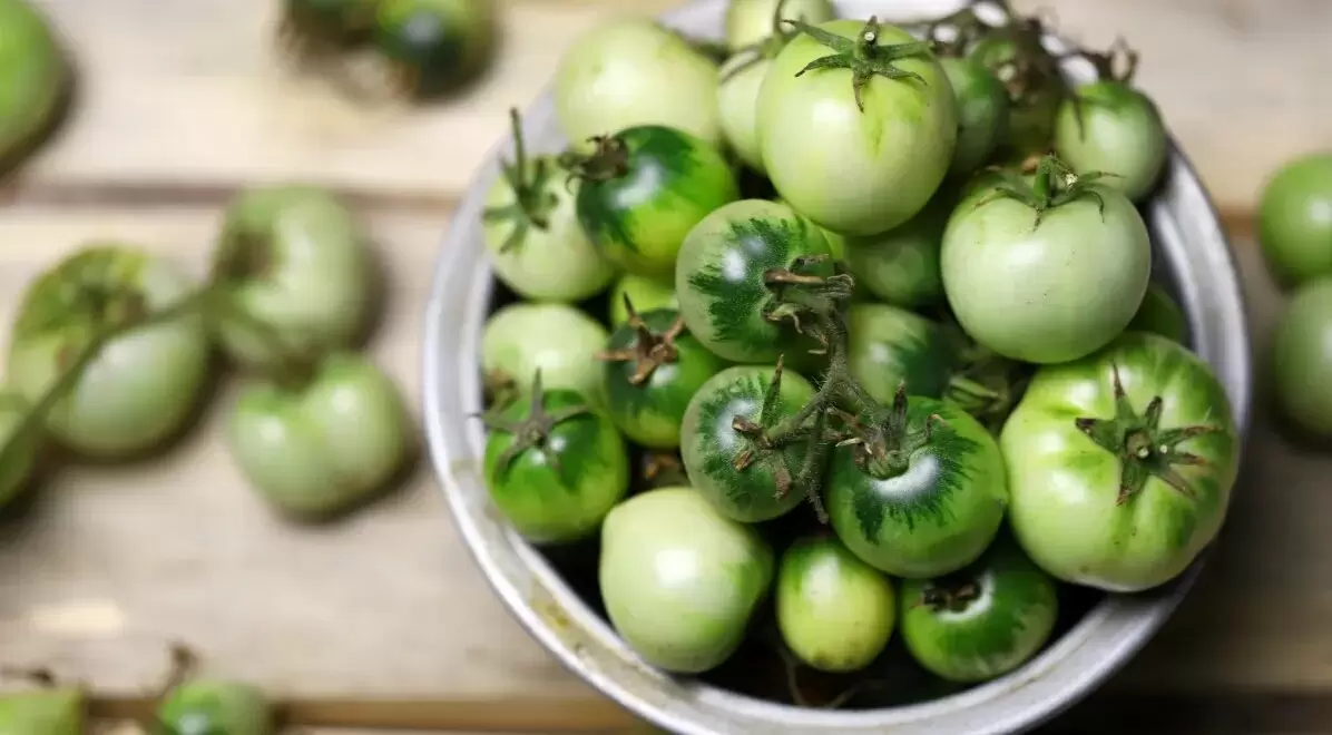 Опасные томаты: узнайте, какие разновидности лучше избегать на пикнике