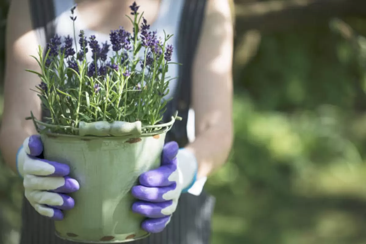 Как вырастить лаванду из семян: секреты преодоления трудностей