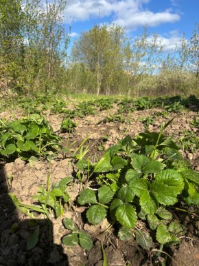 Как сохранить клубнику: советы по защите от птиц и гниения