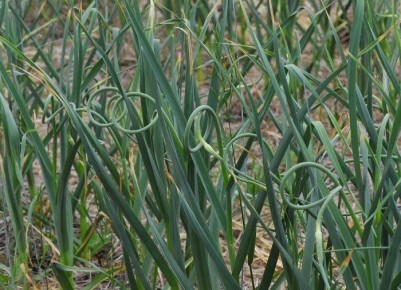 ����� �� ��������� ������� �������: ���� � ����� � ������� ������