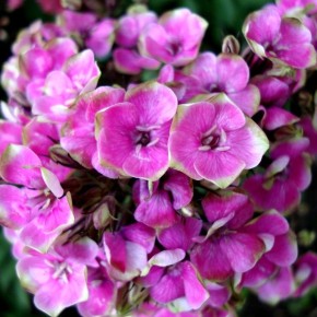 Размножение флоксов черенками в августе