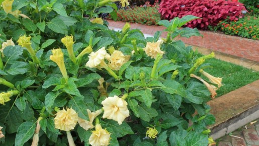 Устойчивые цветы: растения, которые требуют минимум заботы и внимания