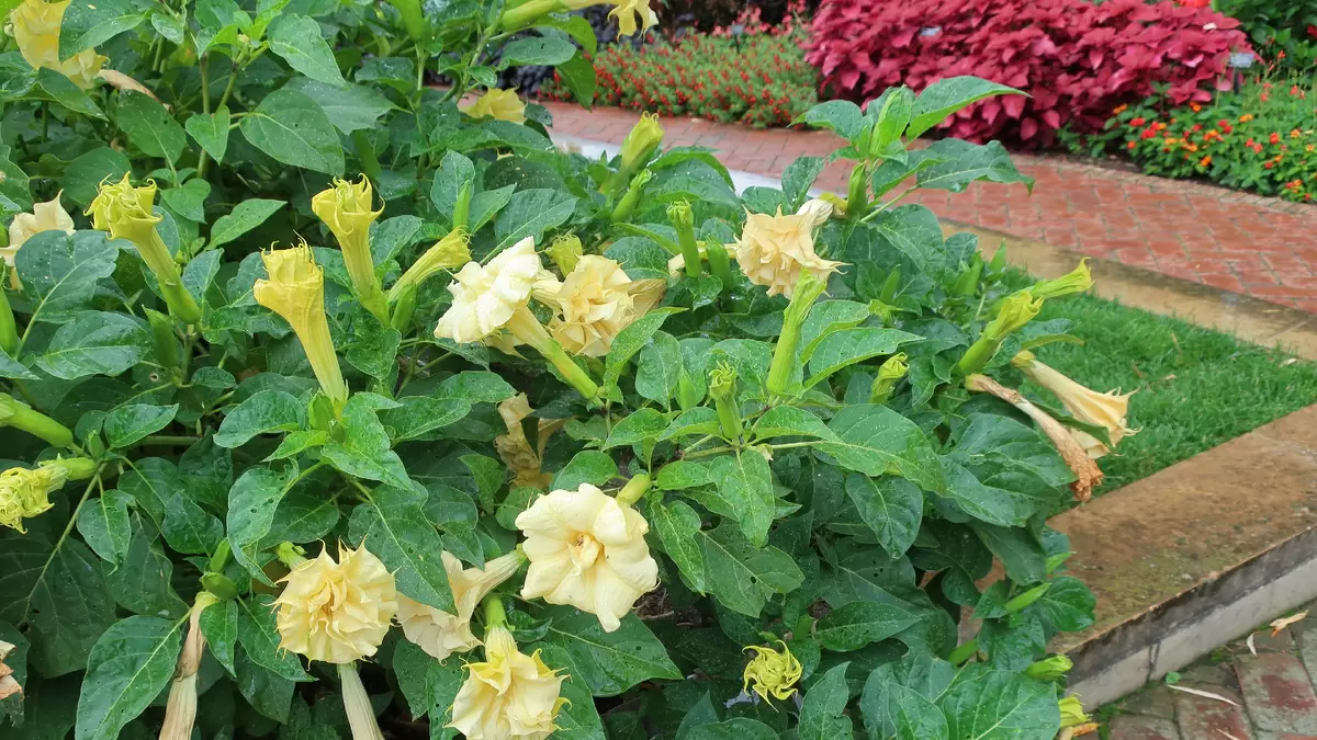 Устойчивые цветы: растения, которые требуют минимум заботы и внимания