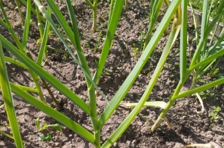 Как правильно хранить чеснок: советы для длительной свежести