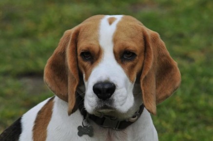 Пять пород собак, которые не подходят для жизни в квартире