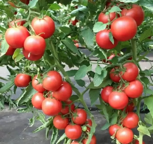 Бодерин: ультраранний томат для теплицы и открытого грунта с крупными плодами