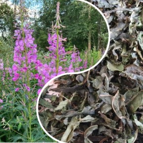 Иван-чай: секреты приготовления ароматного напитка, который укрепит здоровье