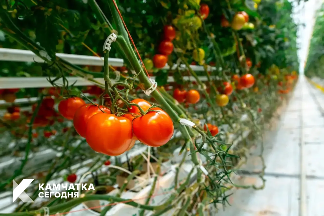 Огурцы и томаты с Камчатки будут продавать с минимальной наценкой