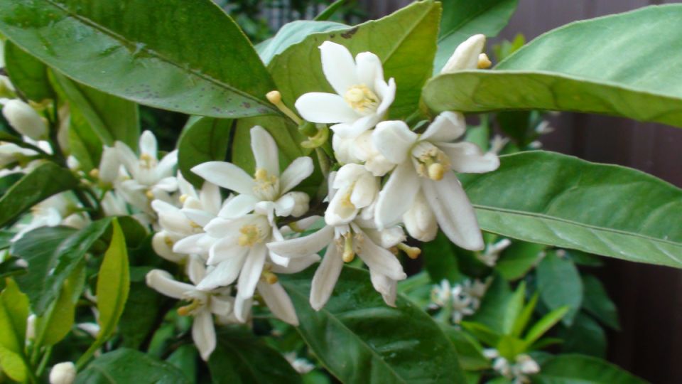 �������� ������ ���������: ������ �� ���������� � ��������