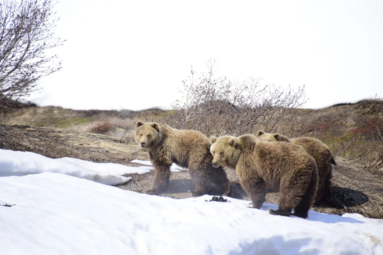 Косолапые выходят из спячки: на Камчатке начали просыпаться медведи