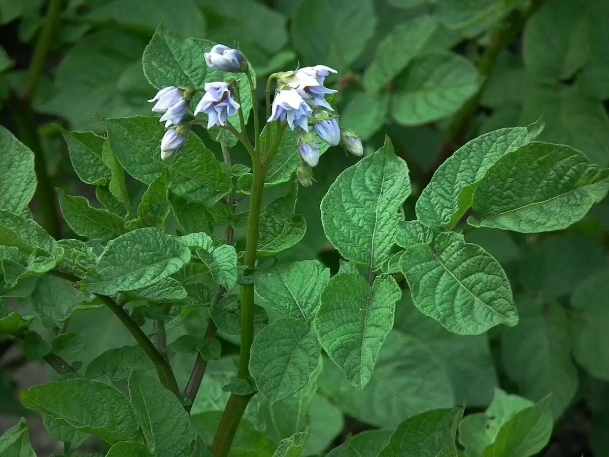 Как правильно поливать картофель в условиях жары: советы для дачников