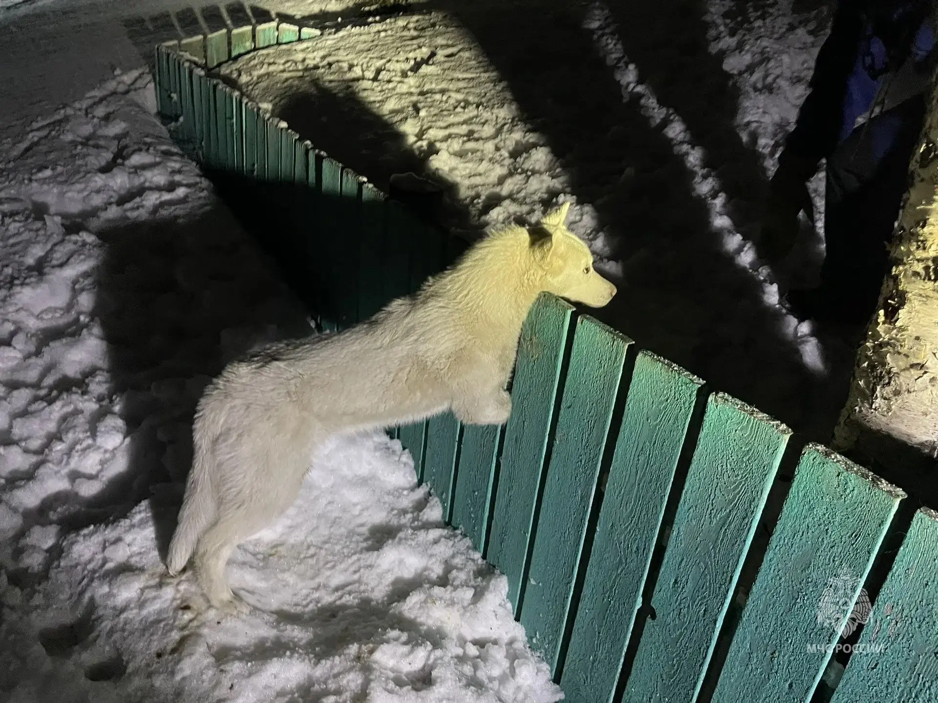 Камчатские спасатели МЧС России оказали помощь собаке, застрявшей в заборе Камчатские спасатели МЧС России оказали помощь собаке, застрявшей в заборе