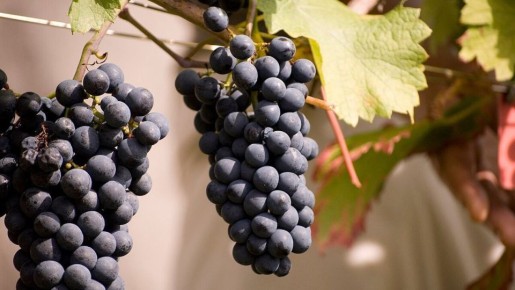 ����� ������ ��������: ������ ��� ���������� ������