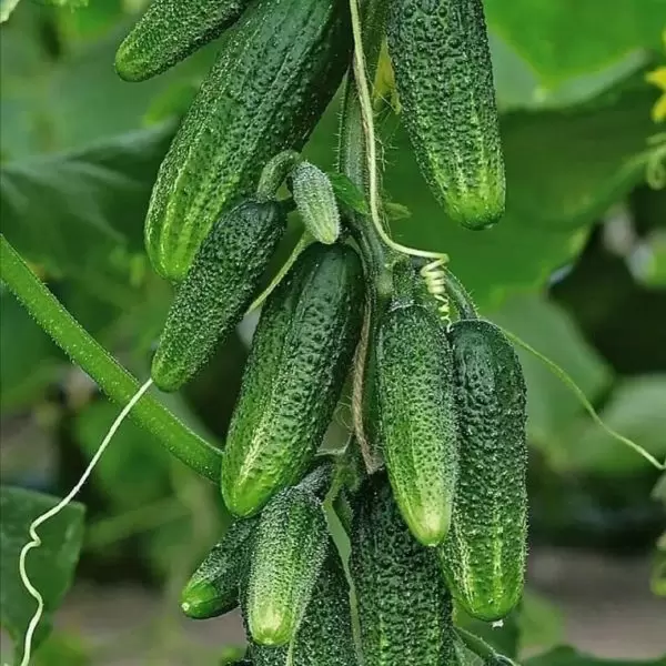 Огурец «Зеленая гирлянда»: ранний гибрид для полного урожая