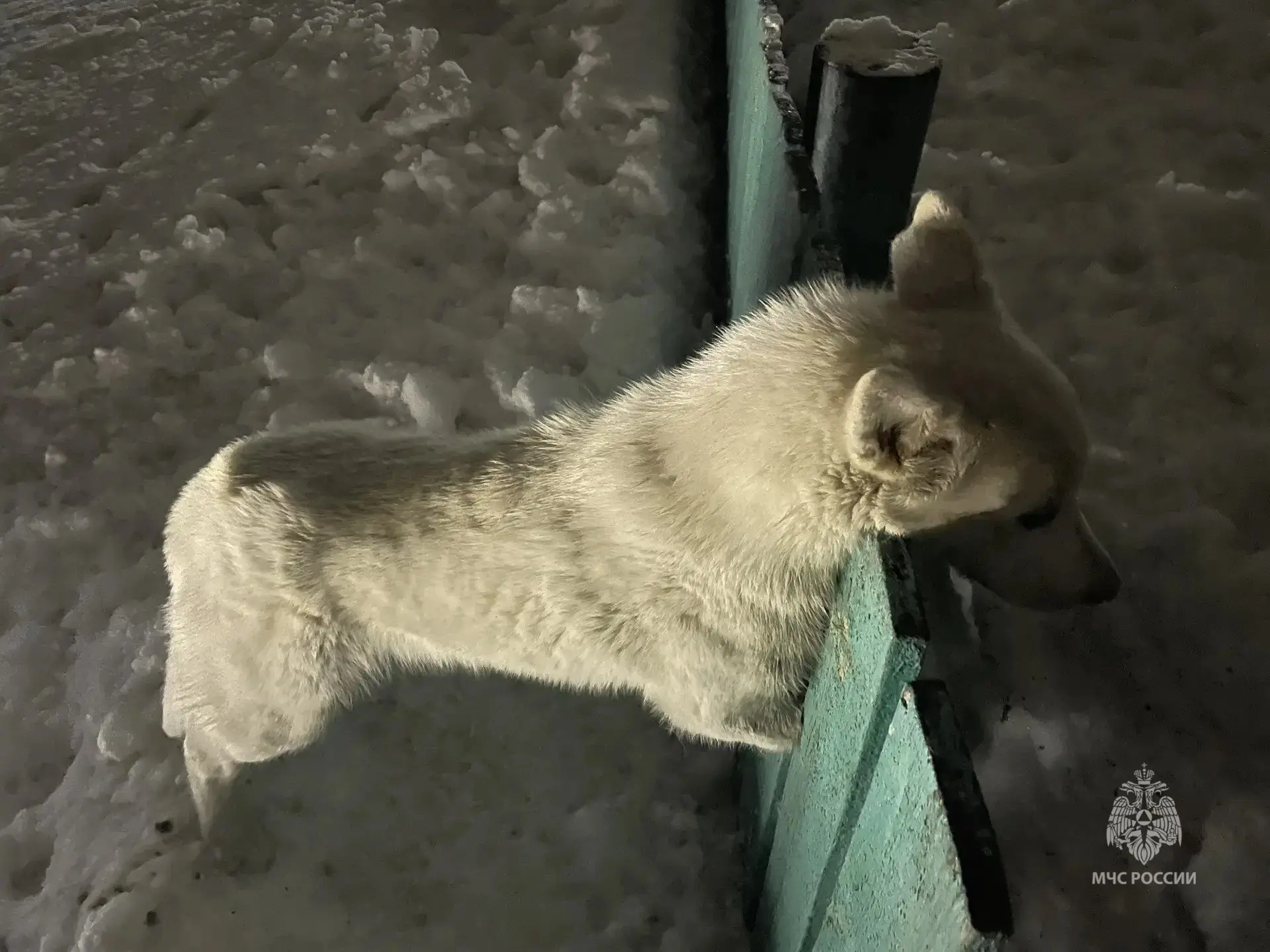 Камчатские спасатели МЧС России оказали помощь собаке, застрявшей в заборе Камчатские спасатели МЧС России оказали помощь собаке, застрявшей в заборе