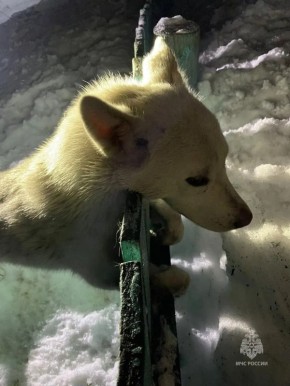 В Петропавловске-Камчатском спасатели помогли собаке, застрявшей в заборе