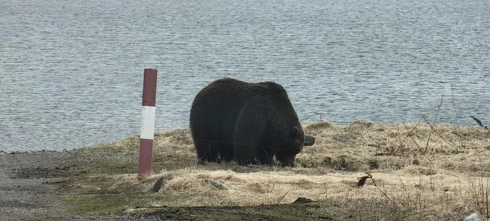 Матерый медведь навестил инспекторов на кордоне «Озёрный» Матерый медведь навестил инспекторов на кордоне «Озёрный»