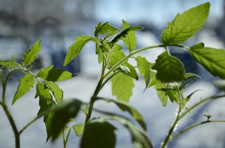 ������ ������ �������: ������� � �������