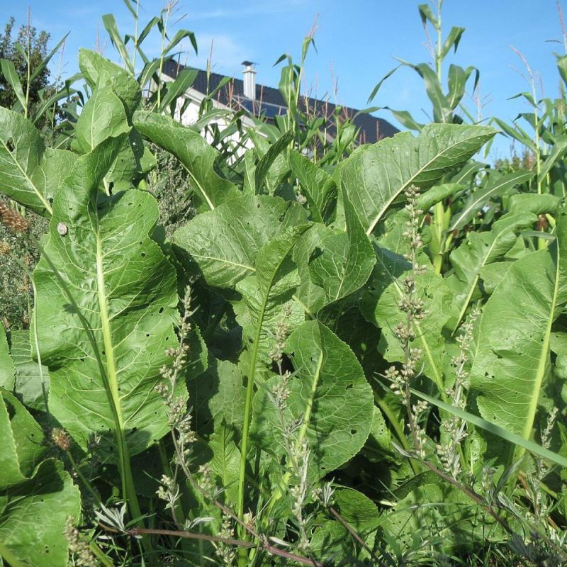 ������ �����: ��������� �������� ��� ����� �� ����� � ����������