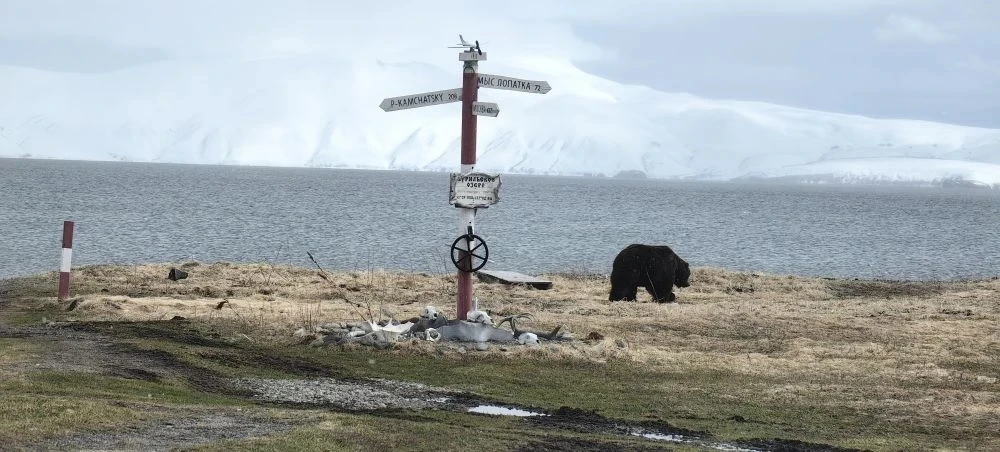Матерый медведь навестил инспекторов на кордоне «Озёрный»