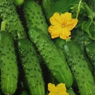 ������ �������: ��������� ����� ��� ������ ��������� �������