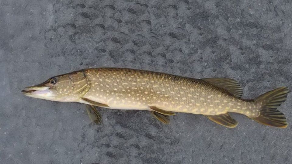 ��������� ������ ����: ������� �������� ����� � ������ �� ����� �����