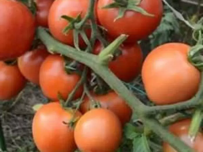 Томат «Снеговик»: морозостойкий гибрид с чудесным урожаем