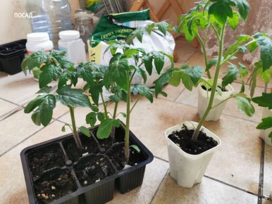 ������� ���������: ������ �������� ������� ������� � ������