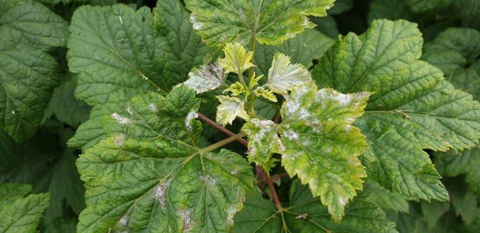 ��������� ���� �� ���������: ��� �������� ������� ������