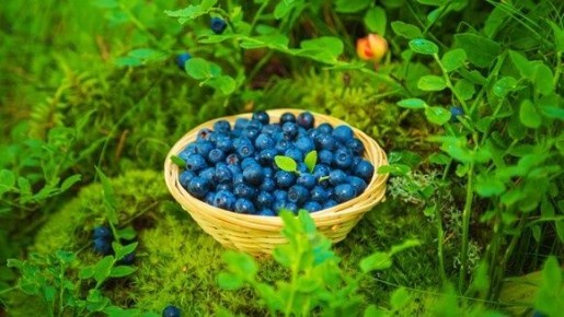 Ягоды для молодости: дерматолог раскрывает их секреты