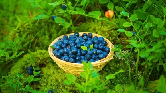 Ягоды для молодости: дерматолог раскрывает их секреты