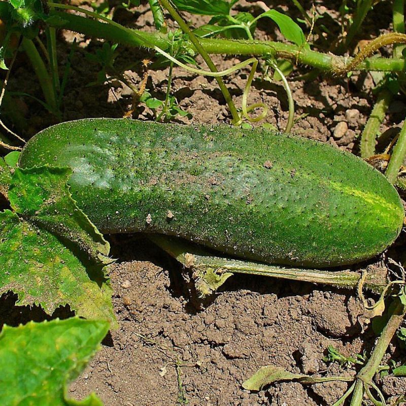 ��� �������� ������ � �������: ��� �������� ������� ��� ��������