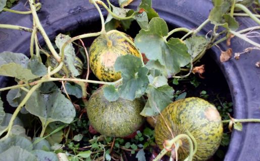 ������ ���� ����� ����� ���������� ��� ���������