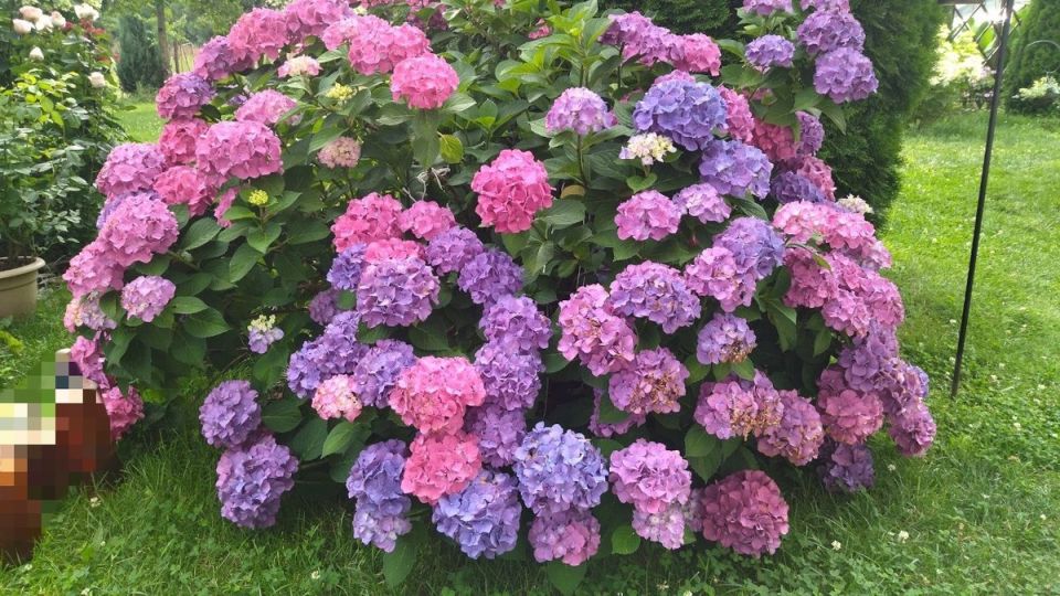 ��� ���������� ��������� �������� ���������: ������� ������� �������