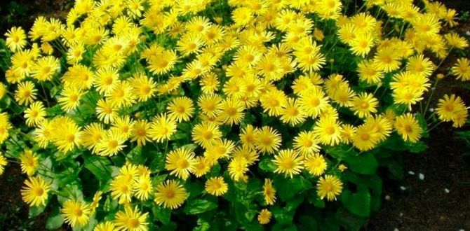 ��� ��������� ���������� �������� ����� ��������: ������ ������