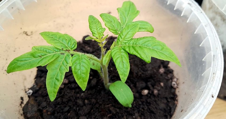 ��� ��������� ������������� ������� � ������ � ���