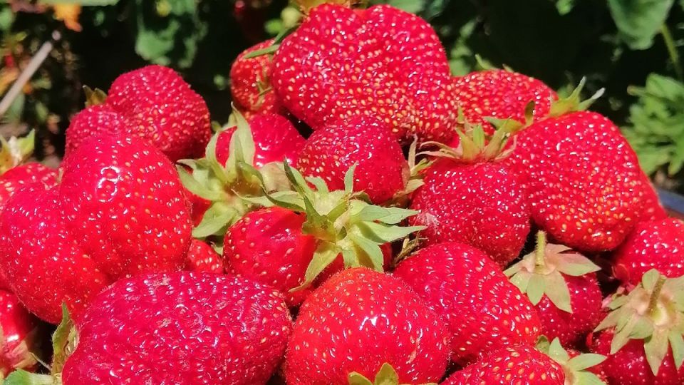 ��� �������� ������� ������ ��������: ������� �������� ���������