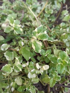 ��� ��������� ������� � ��������� �� ������: ����������� ������� �����