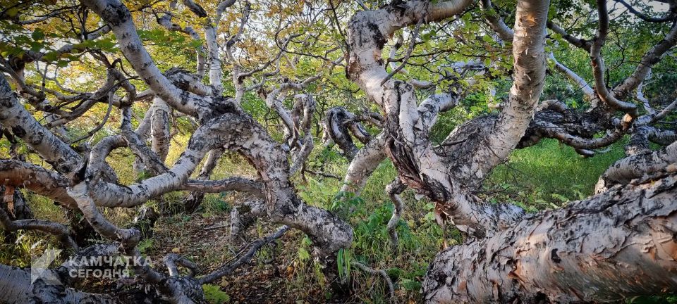 ������� ��������� ���������� ����� ����� �� ��������