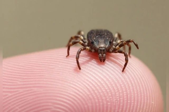 �� �������� �������� ������ ��� ������� �� ��������� ����������