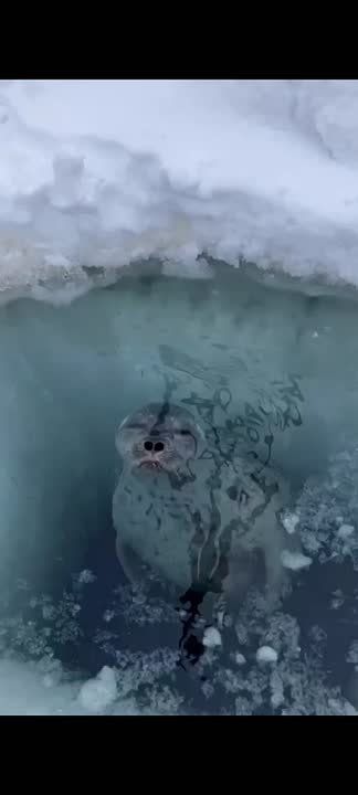 ������������ ������������� ��� � ����� �� ���� �����