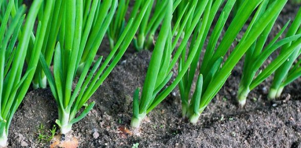 ��� �������� ������� ������ ��������� ����: ������ � �������