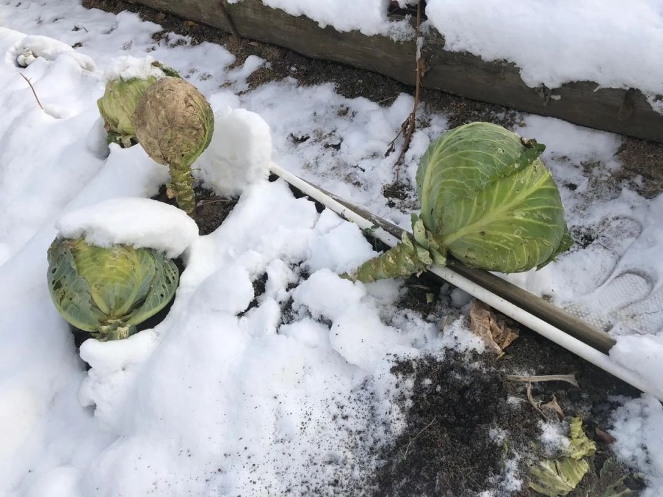 ������ �������� � ������� ������� �� ����� � ���������� ��������� �����������