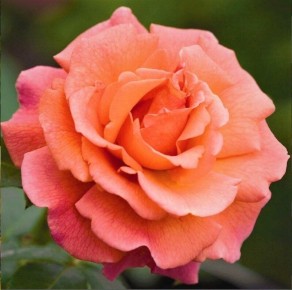 ������������� ���������: ����, ������� ������ �� ������