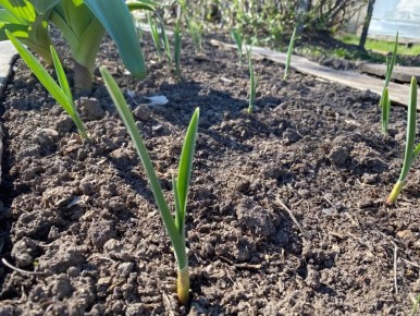 ��� ���������� ������� ������� ������������ ����: �������� ������� �����