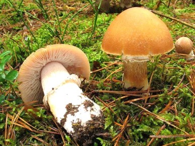 ������ ���������: ������ ������ ������, ������� �������� ��� �������